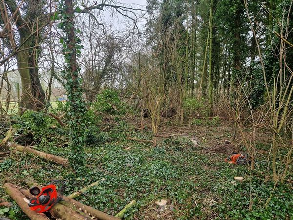 Dense forest clearing with trimmed branches, scattered ivy, and two red chainsaws resting on felled logs. Overcast sky creates a calm, subdued atmosphere.