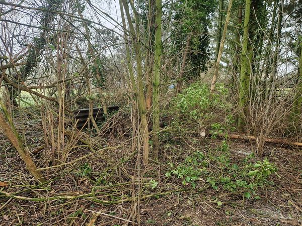 Dense woodland scene with bare, intertwined branches and patches of green foliage. A few logs are scattered on the forest floor, conveying a quiet, secluded ambiance.