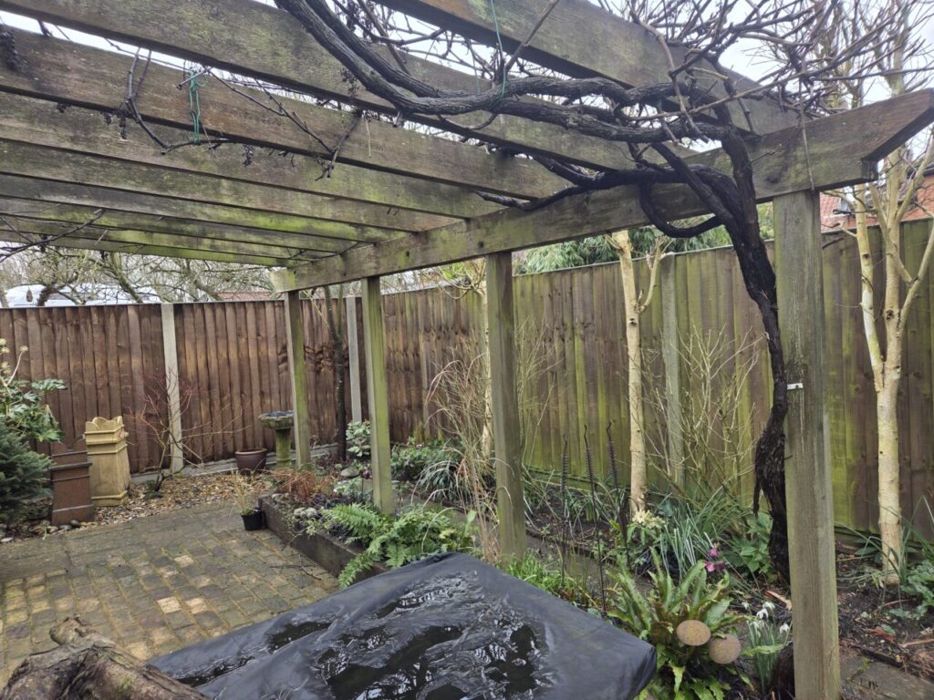 Timber pergola with mature climbing vines