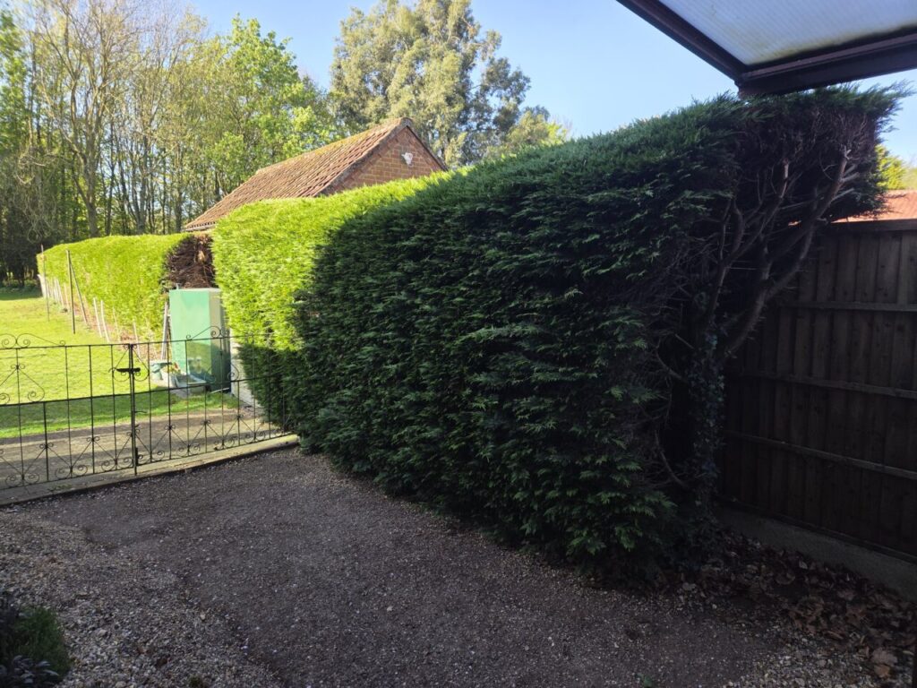 Wooden fence that is covered by green hedge