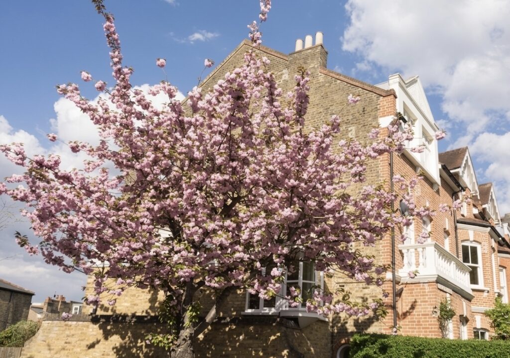 flowering cherry tree at the side of row of houses