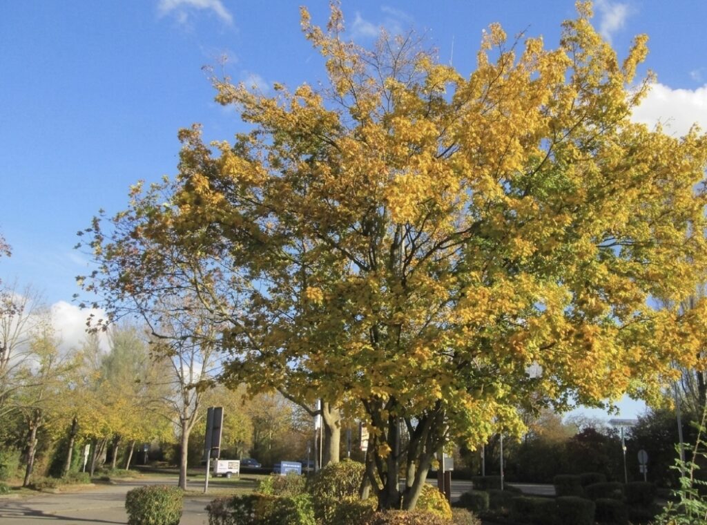 field maple tree